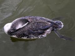 (Red-throated Loon) nonbreeding sleeping