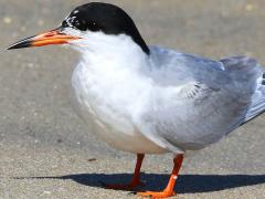 (Forster's Tern) standing