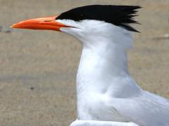 (Royal Tern) standing