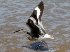 (Willet) takeoff