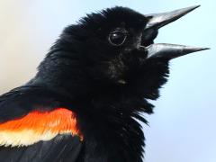 (Red-winged Blackbird) male calling