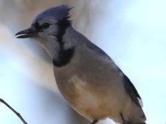 (Blue Jay) frontal