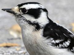 (Downy Woodpecker) female standing