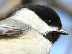 (Black-capped Chickadee) perching