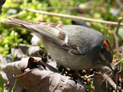 (Golden-crowned Kinglet) male