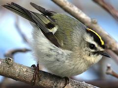 (Golden-crowned Kinglet) perching