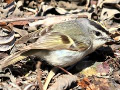 (Golden-crowned Kinglet) walking