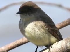 (Eastern Phoebe) perching