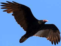 (Turkey Vulture) circles