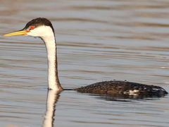 (Western Grebe) swimming