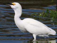 (Snowy Egret) swallows