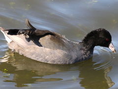 (American Coot) swimming