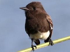 (Black Phoebe) perching