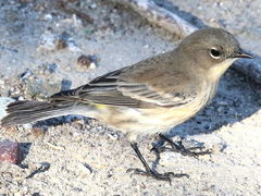 (Yellow-rumped Warbler) nonbreeding standing