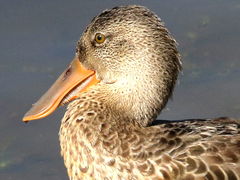 (Northern Shoveler) female head