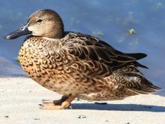 (Cinnamon Teal) female standing