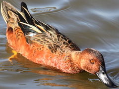 (Cinnamon Teal) male swimming