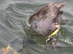 (American Coot) dives