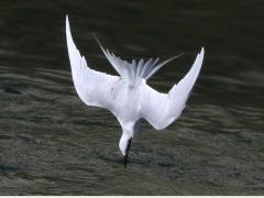 (Forster's Tern) dives