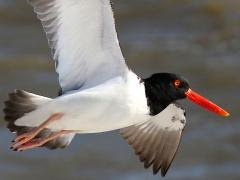 (American Oystercatcher) flaps