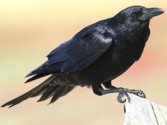 (Fish Crow) perching