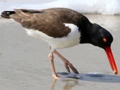 (American Oystercatcher) foraging