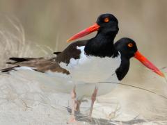 (American Oystercatcher) pair