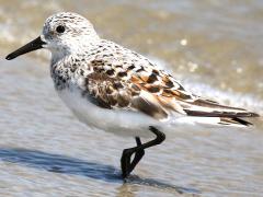 (Sanderling) wading