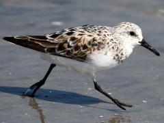 (Sanderling) running