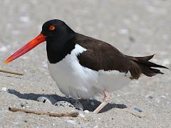 (American Oystercatcher) eggs