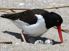 (American Oystercatcher) nest eggs