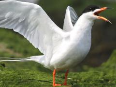 (Forster's Tern) cries