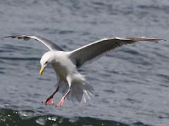 (Western Gull) lands