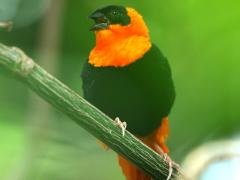 (Northern Red Bishop) male sings