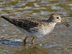 (Pectoral Sandpiper) foraging