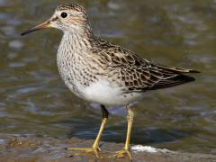 (Pectoral Sandpiper) standing