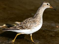 (Pectoral Sandpiper) walking