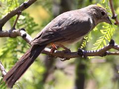 (Canyon Towhee) dorsal