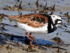 (Ruddy Turnstone) wading