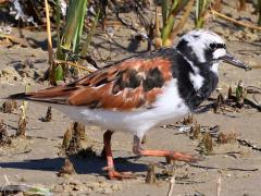 (Ruddy Turnstone) walking