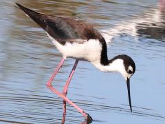 (Black-necked Stilt) forages