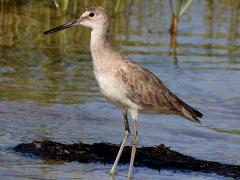 (Willet) wading