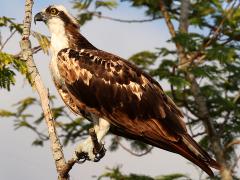 (Osprey) profile