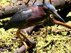 (Green Heron) standing