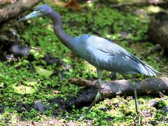 (Little Blue Heron) walking