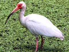 (White Ibis) standing