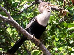 (Anhinga) female upright