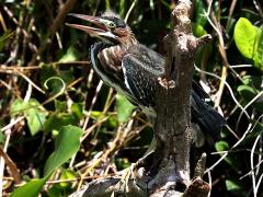 (Green Heron) calling