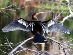 (Anhinga) male cooling