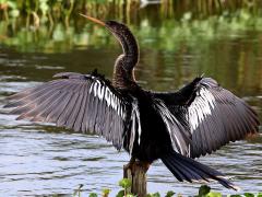 (Anhinga) male cooling